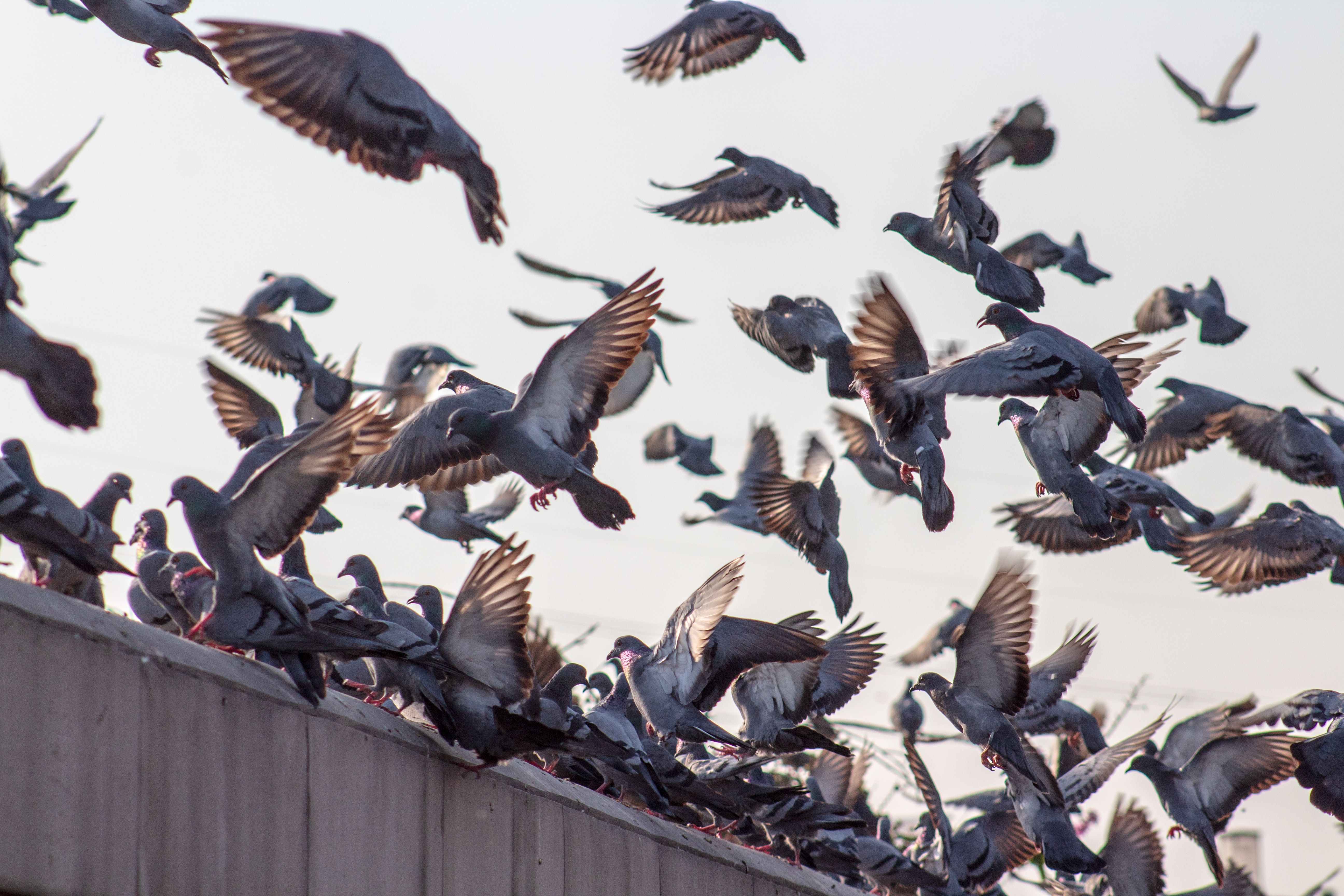pigeon deterrent