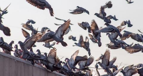 pigeon deterrent