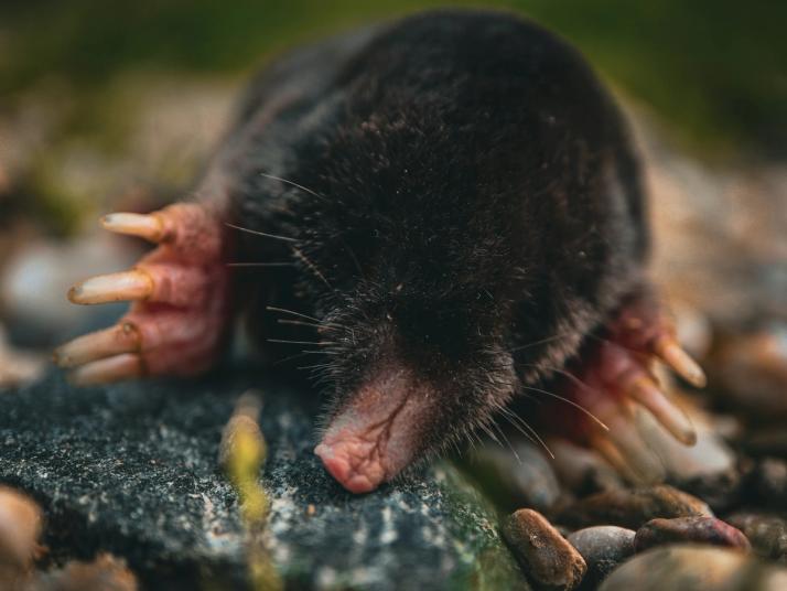 legal position on moles