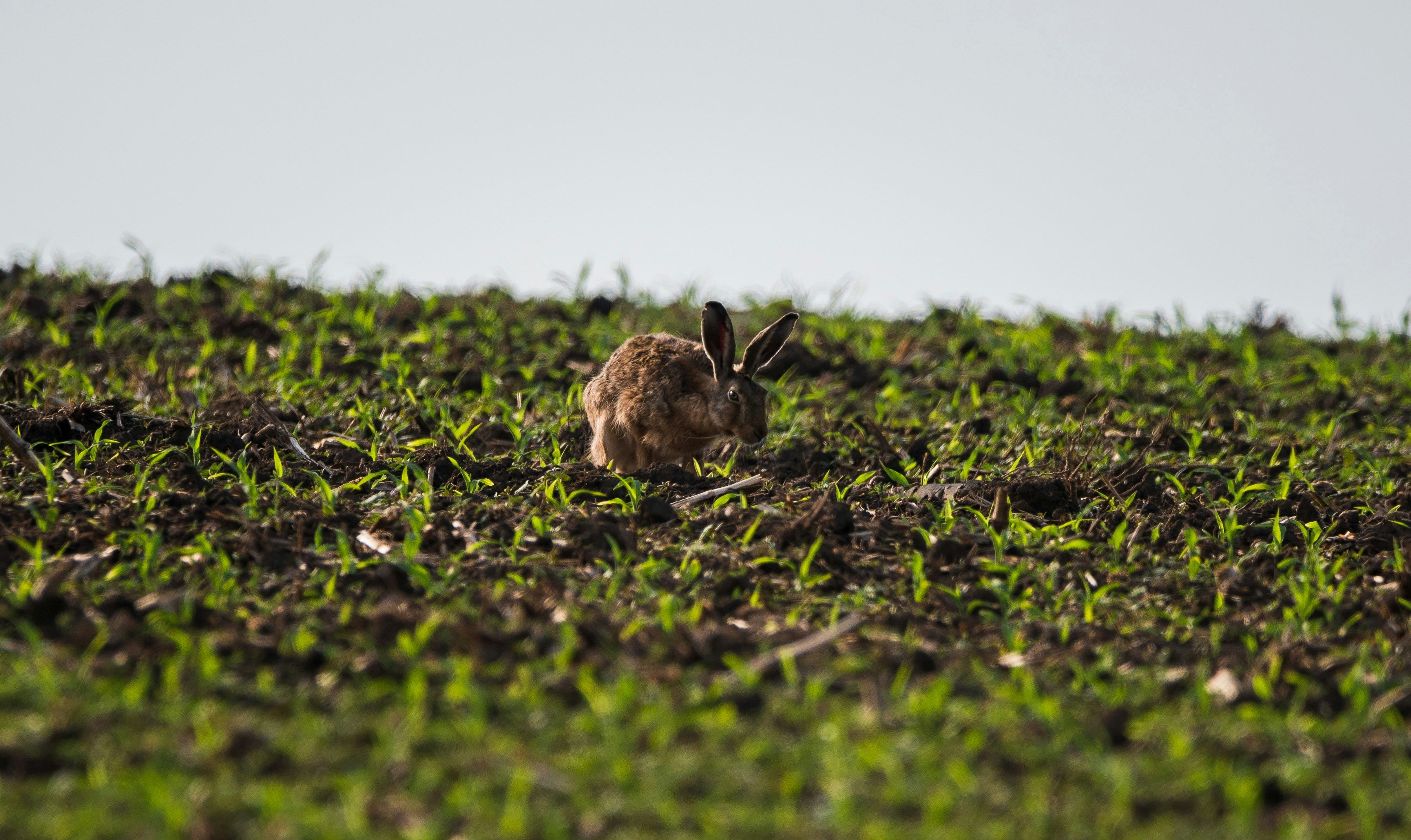 wild rabbit problem