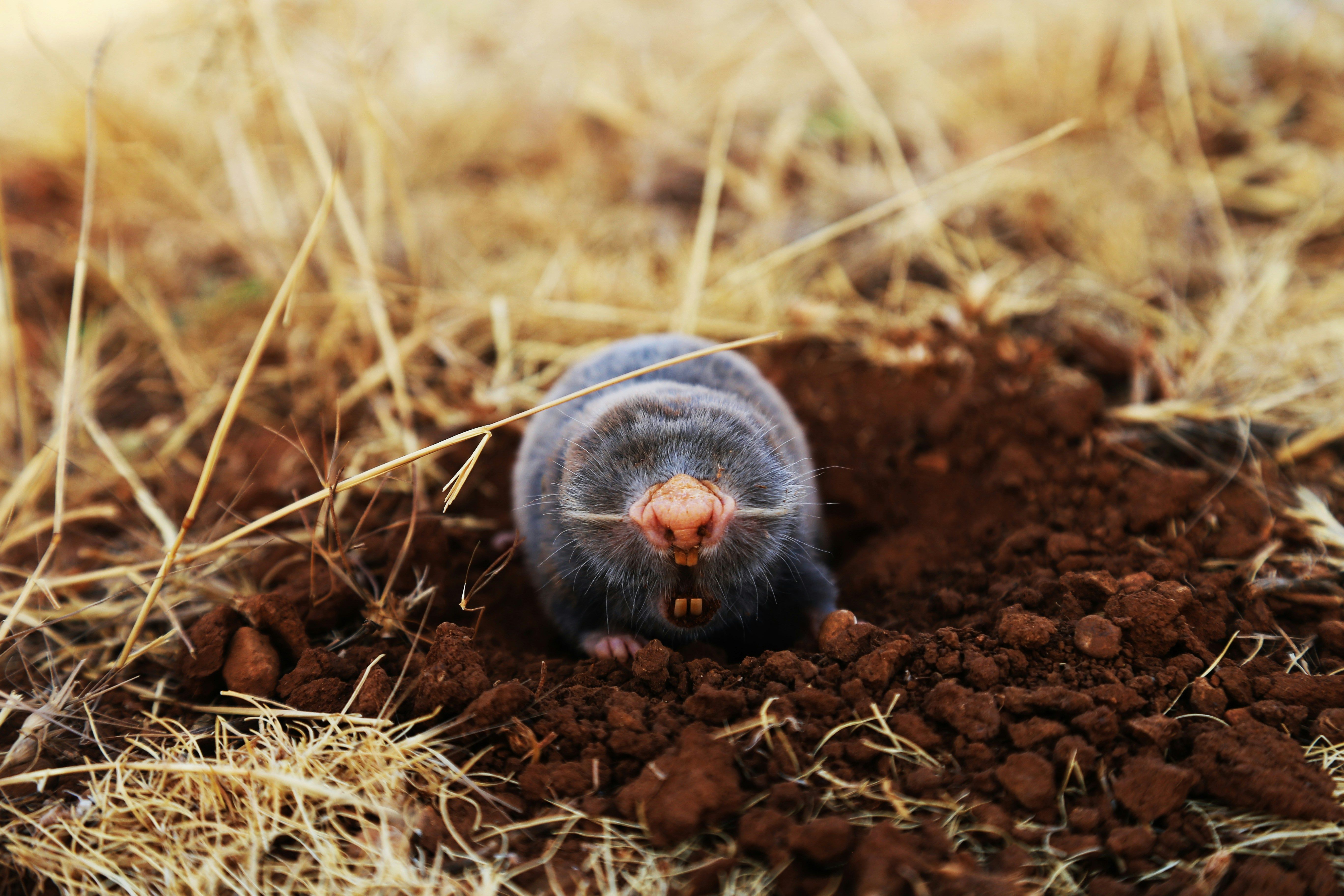 mole problem in garden