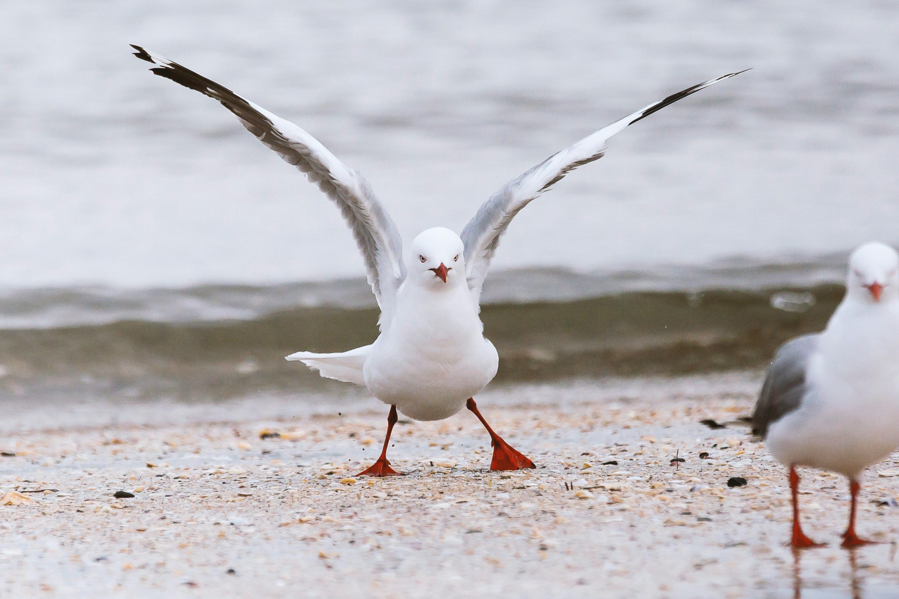 urban seagull deterrent