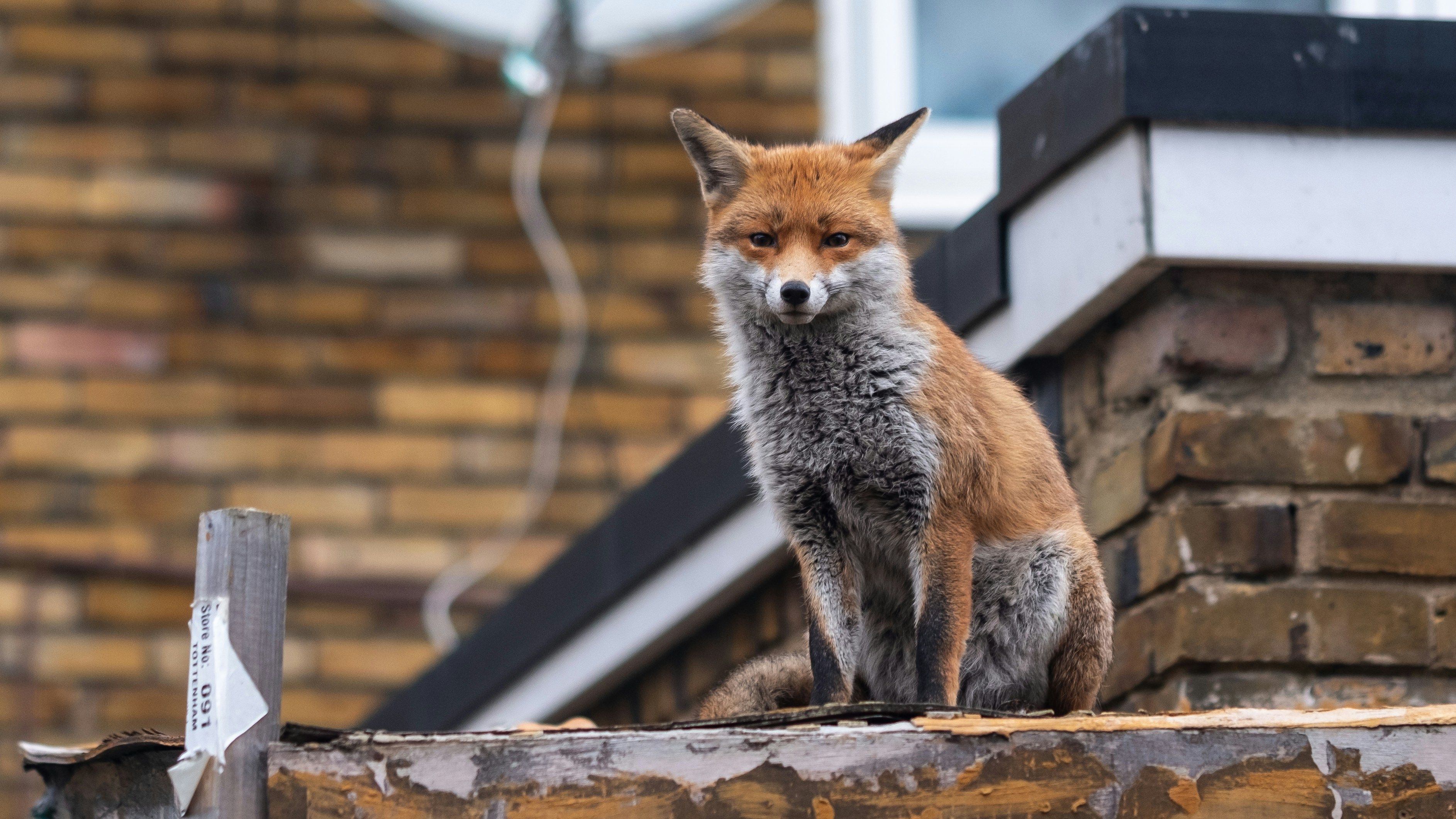fox problems