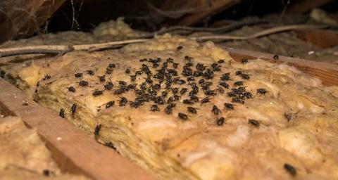 cluster flies infestation in attic insulation