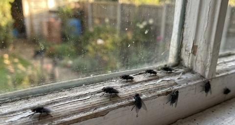 fly control