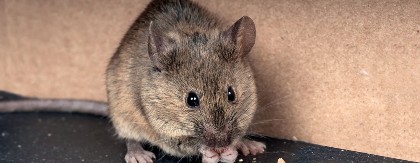 mice problems and control