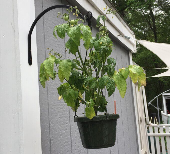 Hanging Tomato Plant