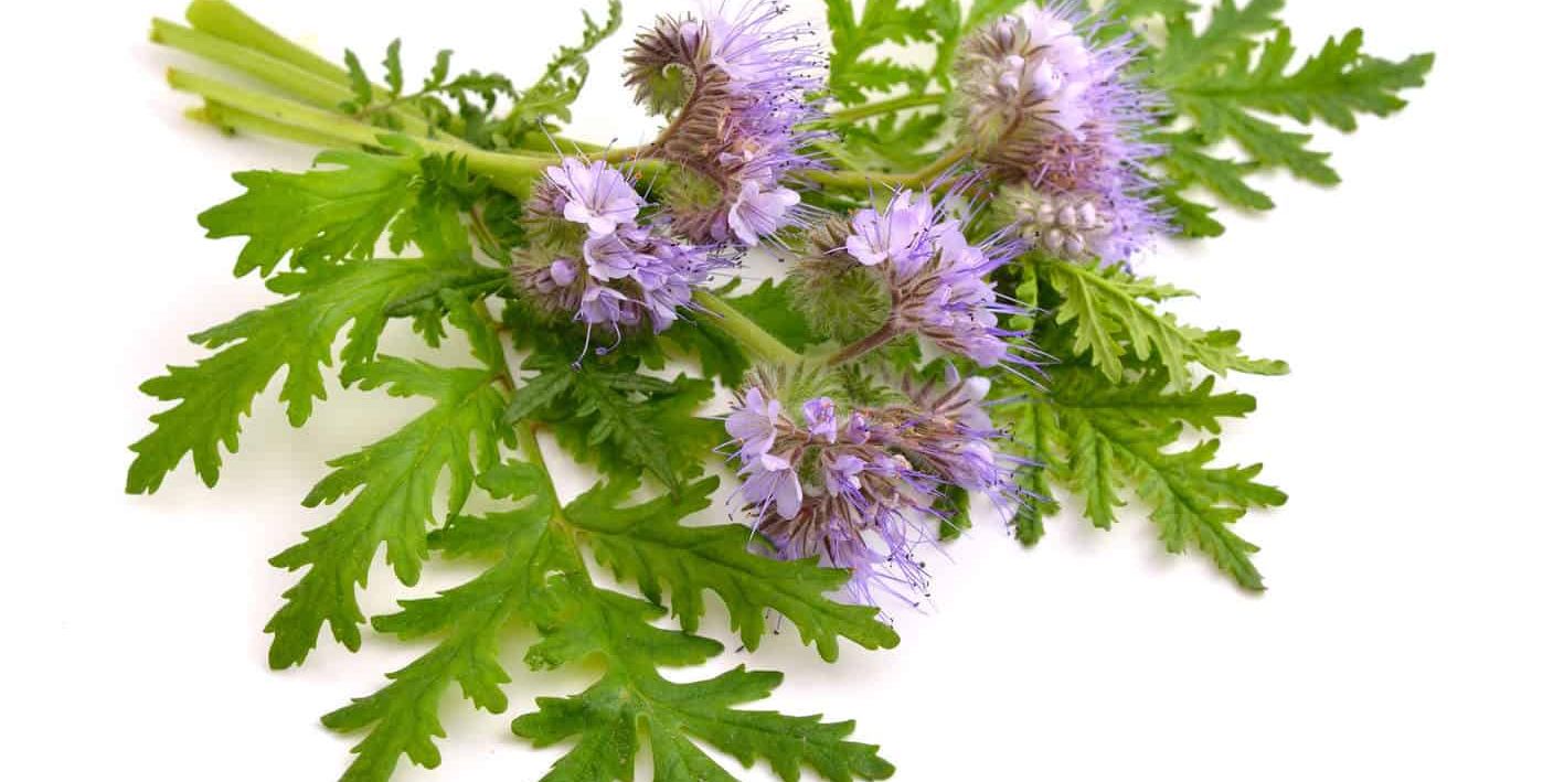 Blue Tansy Essential Oil