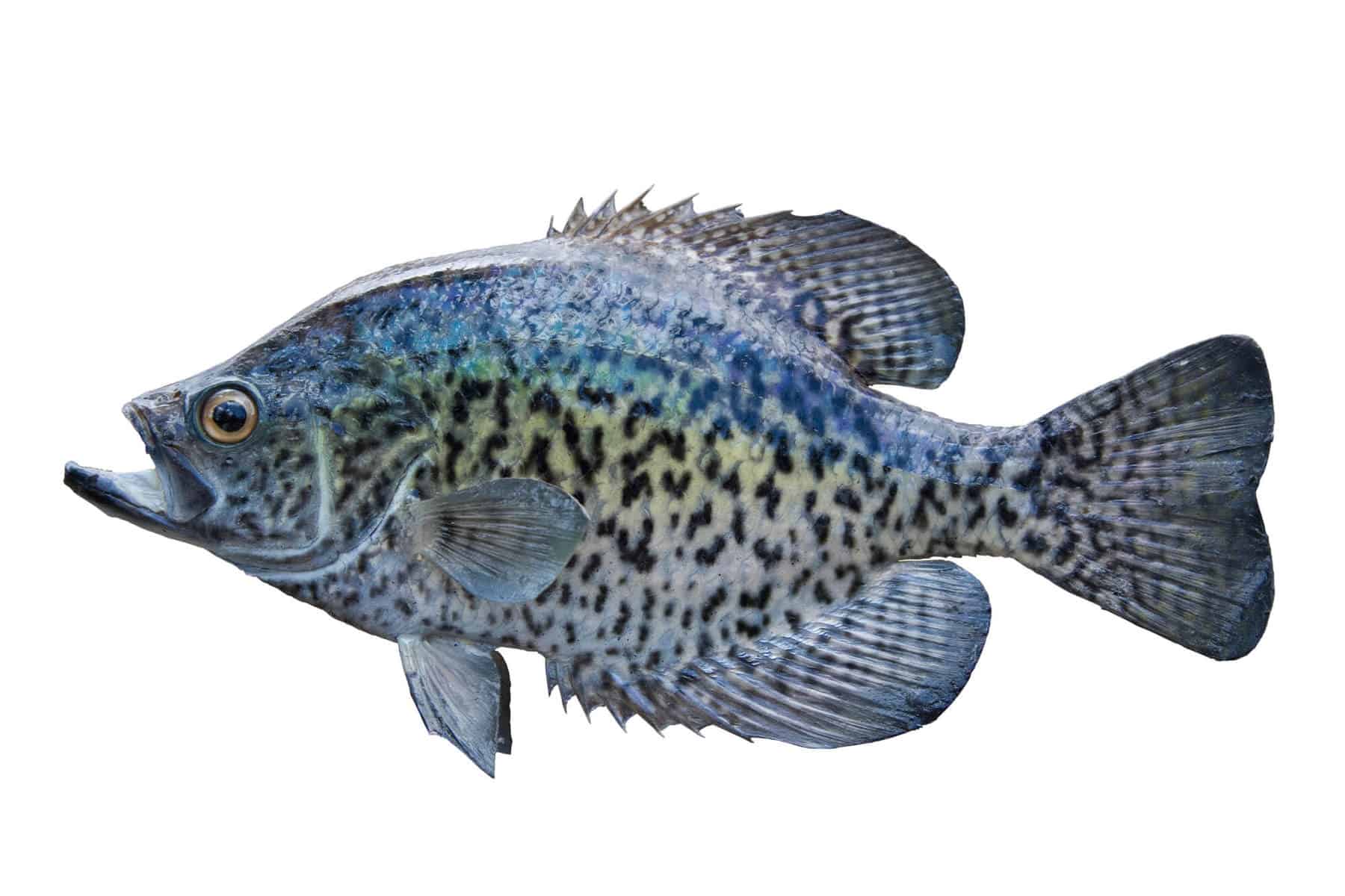 Raising Crappie in an Aquaponic System