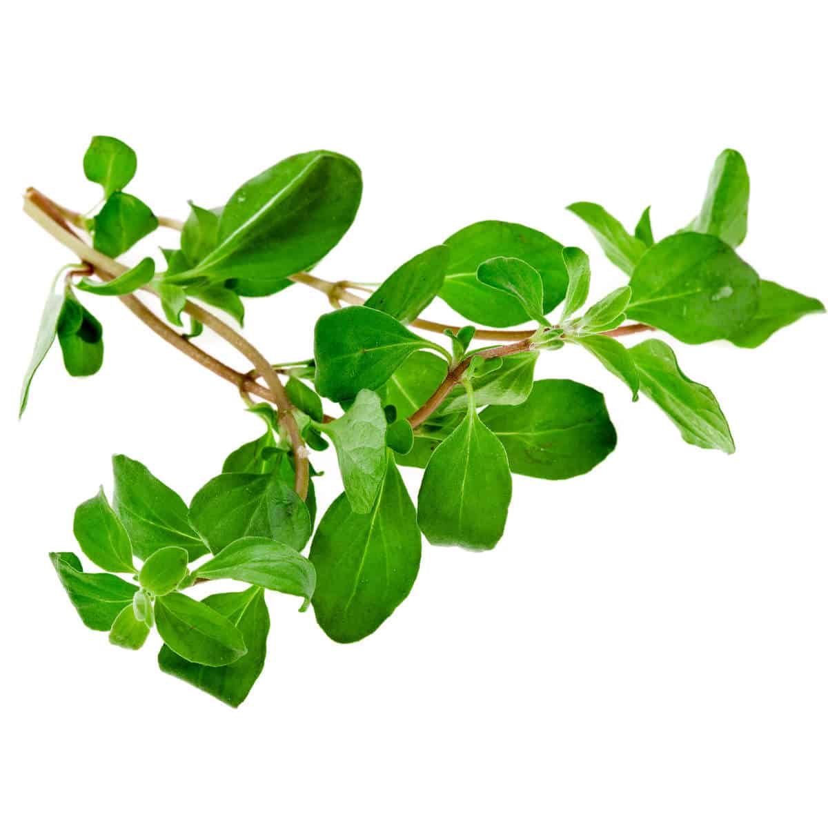 Sweet Marjoram Essential Oil