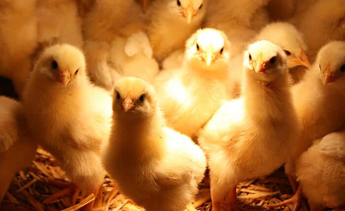 raising chicks in the winter