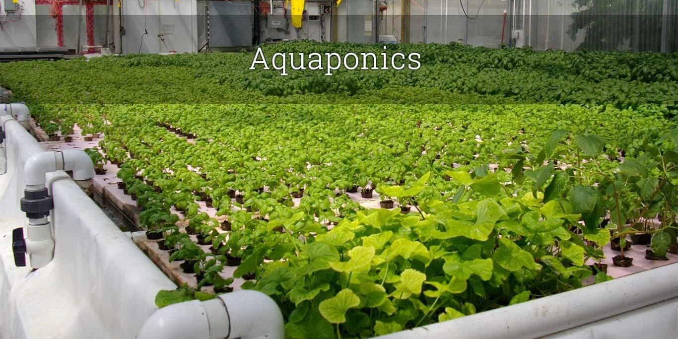 How to do aquaponics