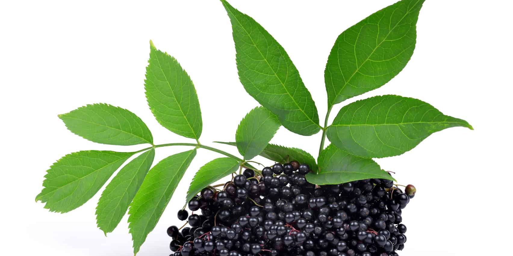 5 Mouthwatering (And Healthy!) Elderberry Recipes