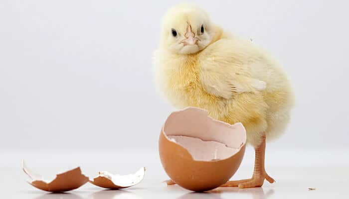 raising baby chicks