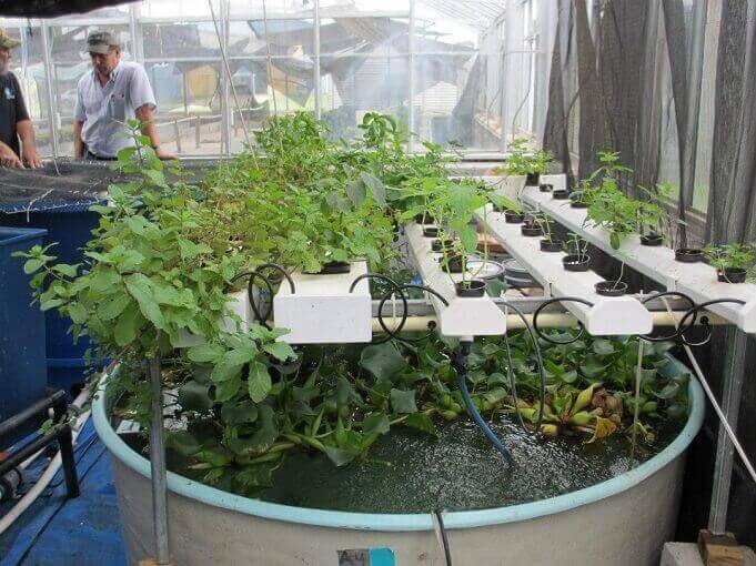 Aquaponic gardening