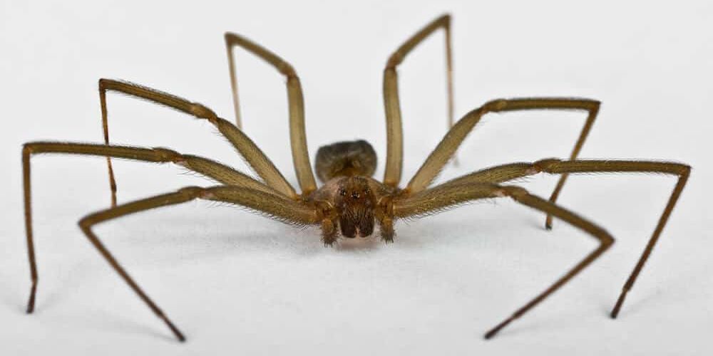 Natural Remedies for Getting Rid of Spider Bites