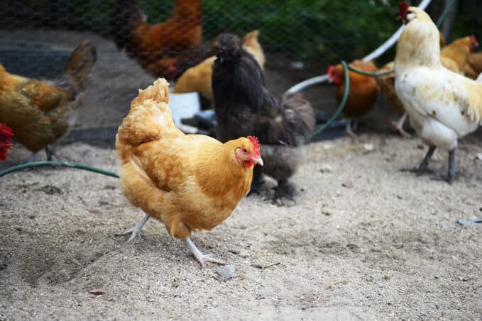 assortment of chicken breeds on a farm