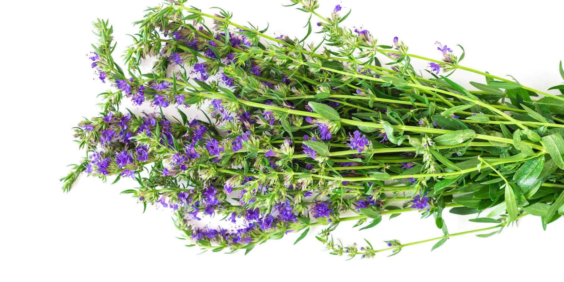 Hyssop Essential Oil