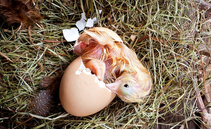 how to hatch chicken eggs 