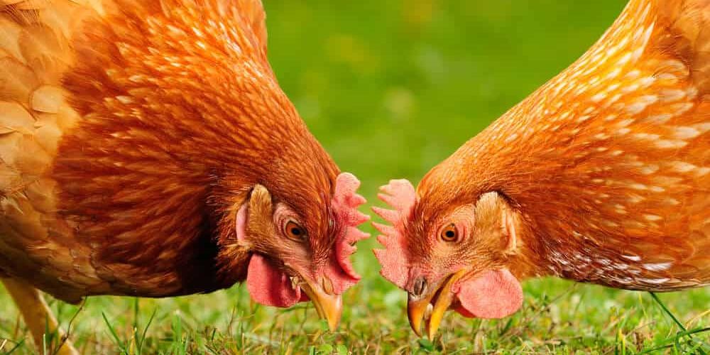 20 DIY Chicken Coops that You Need in Your Backyard