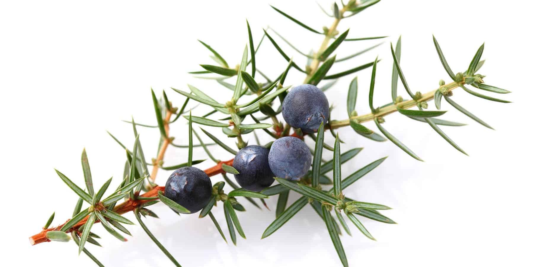 Juniper Berry Essential Oil