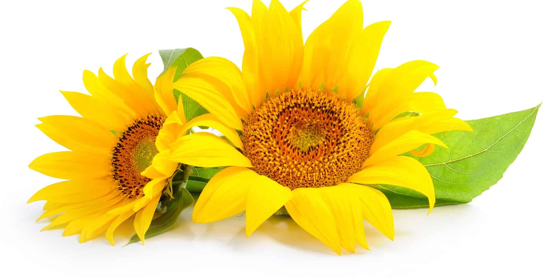 Choosing the Best Sunflower Lecithin Supplement