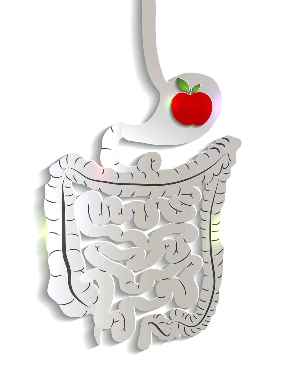 Digestive system