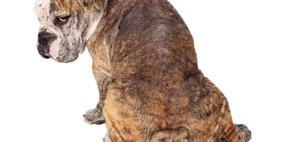 Top Natural Remedies for Mange