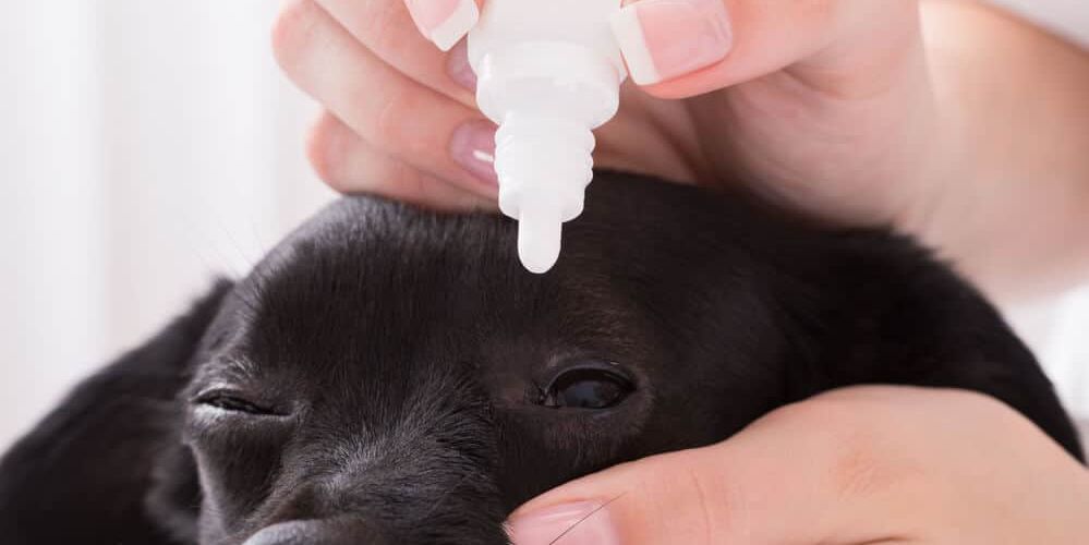 Natural Remedies for Getting Rid of Dog Eye Infections