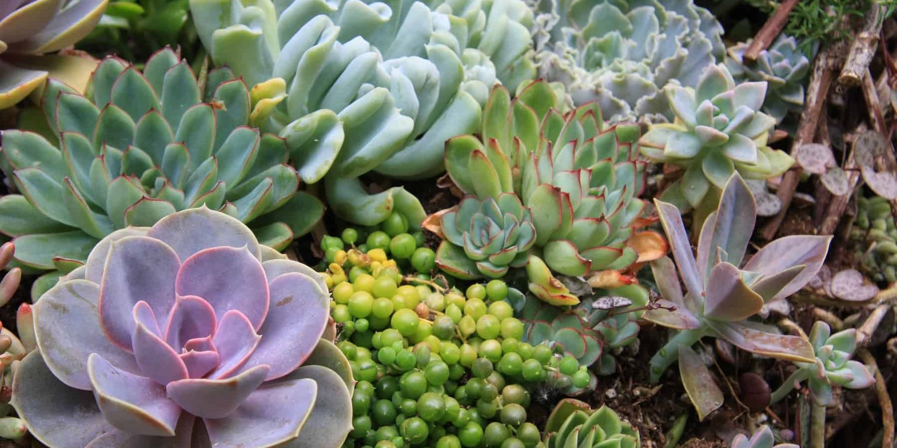 7 Sensational Succulents