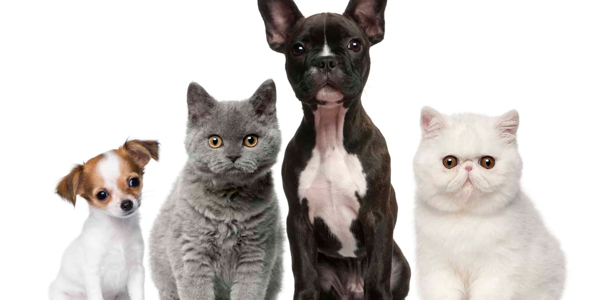 ACV for Pets