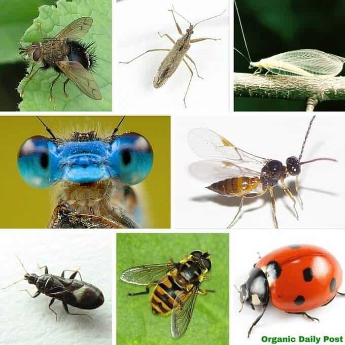 Beneficial insects for your garden