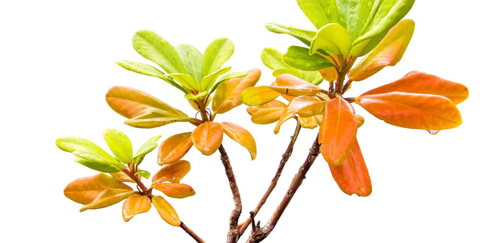 Wintergreen Essential Oil