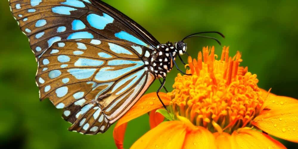 10 Easy Ways to Improve Your Garden with Beneficial Insects