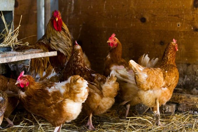 Free range chickens
