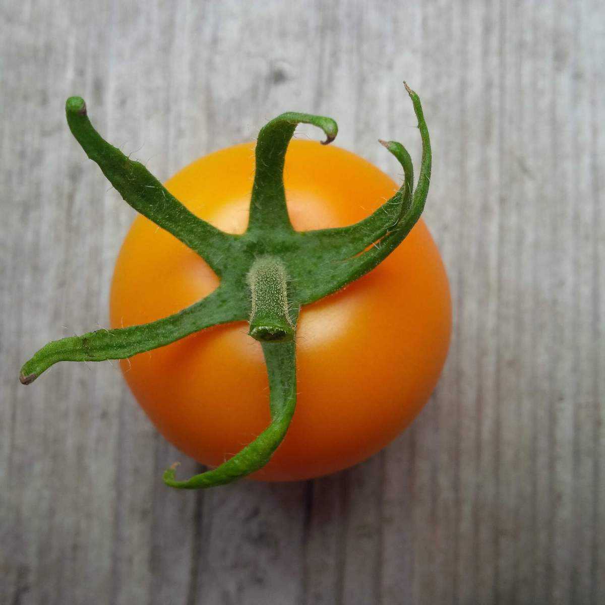Jaune Flamme tomato