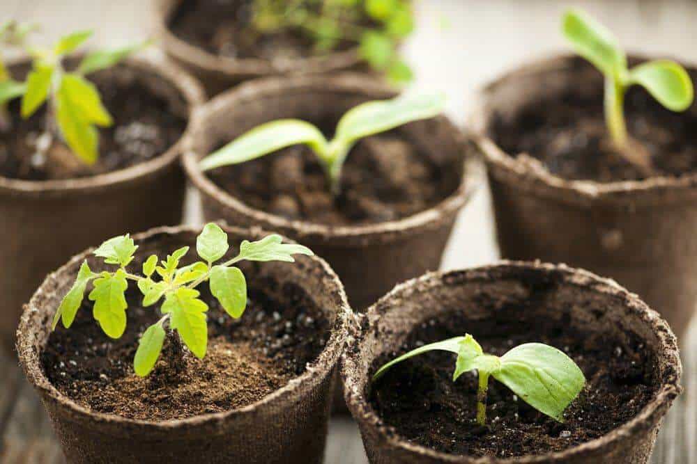 Potted tomato seedlings growing in biodegradable peat moss pots