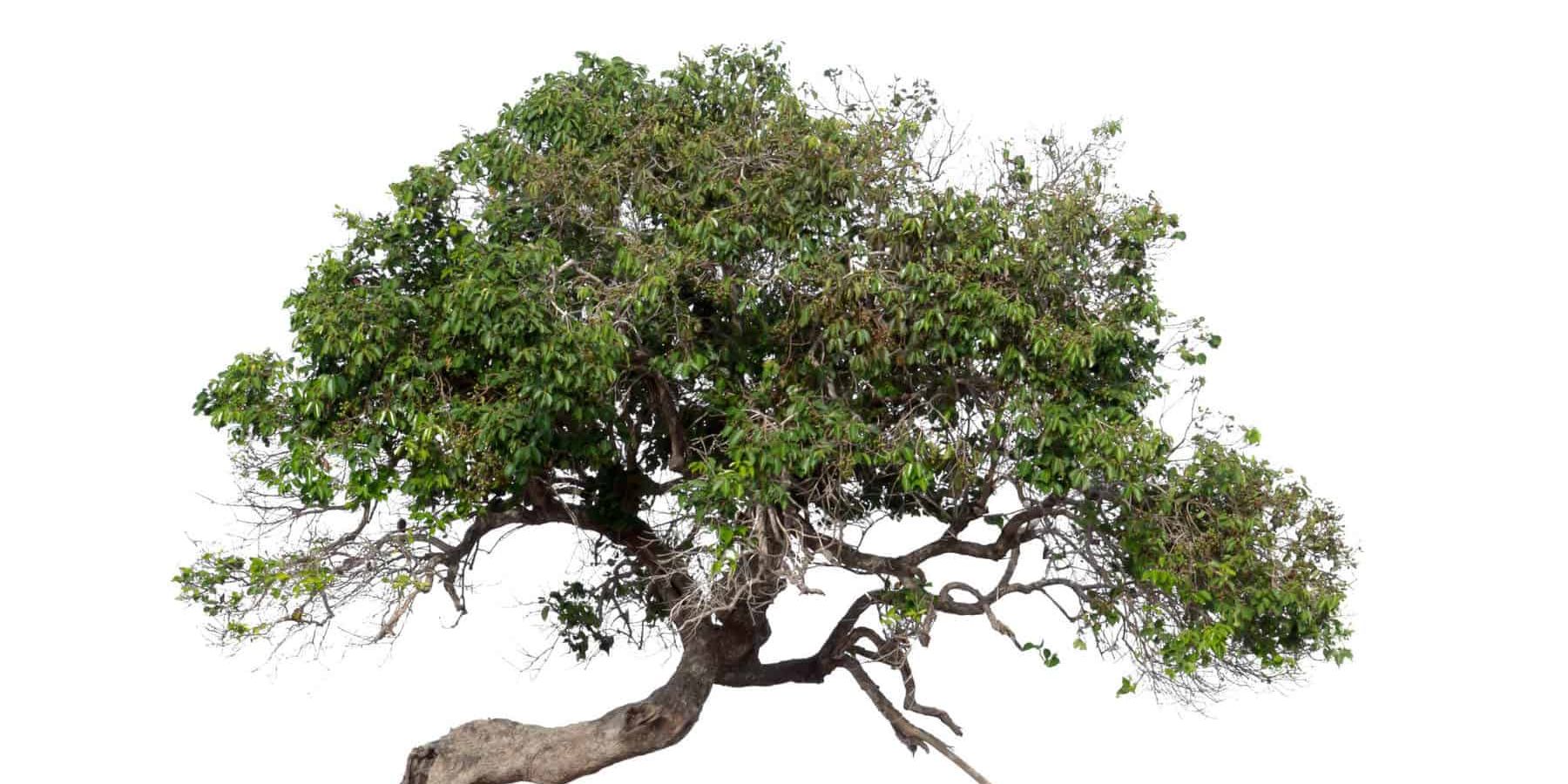 Rosewood Essential Oil