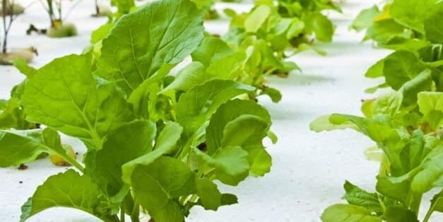 Aquaponics Grow Bed With Vegetables