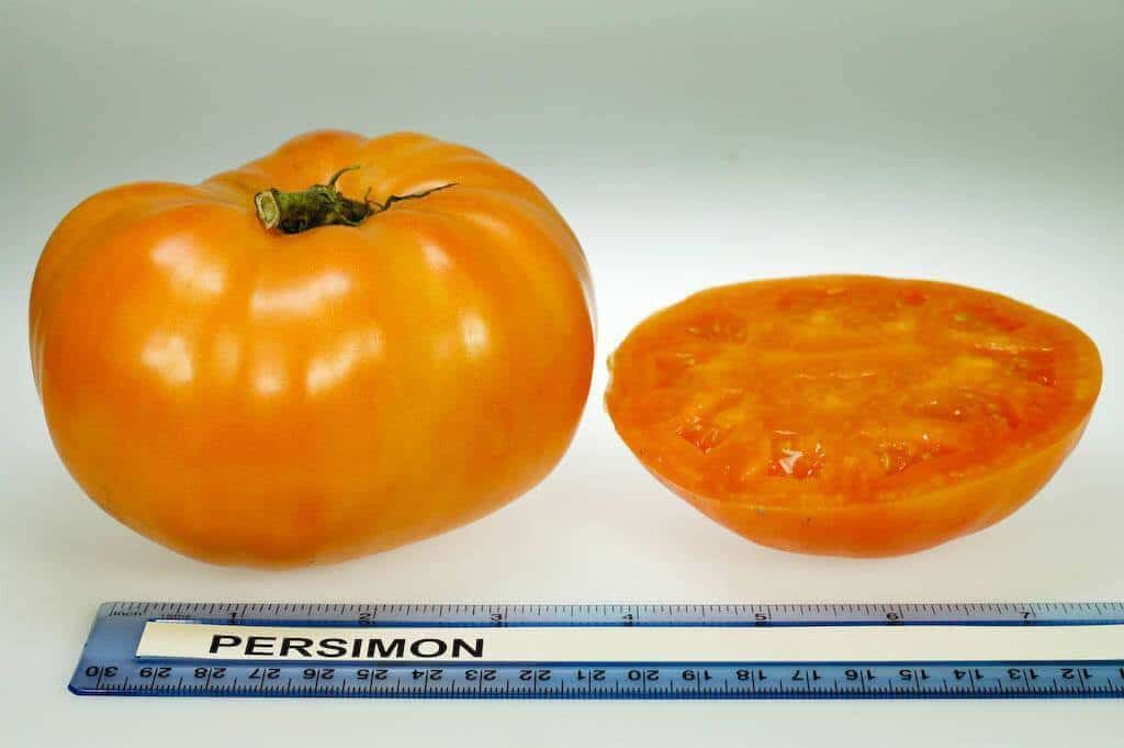 Persimmon tomato