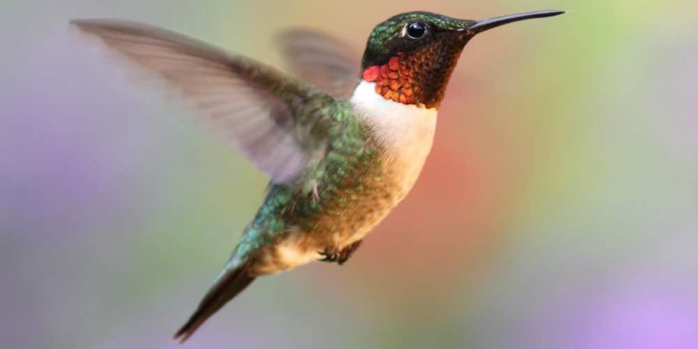 10 Ways to Attract Hummingbirds to Your Garden
