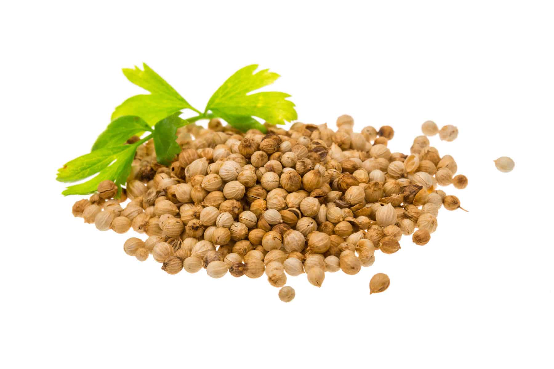 Coriander Essential Oil