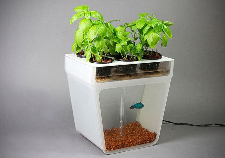 what is aquaponics