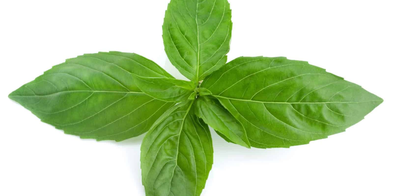 Sweet Basil Essential Oil