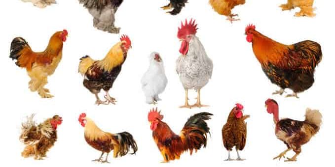 Chicken Pickin' 101