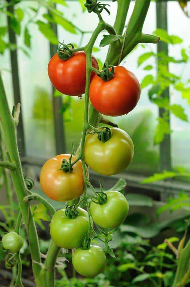 Determinate tomatoes