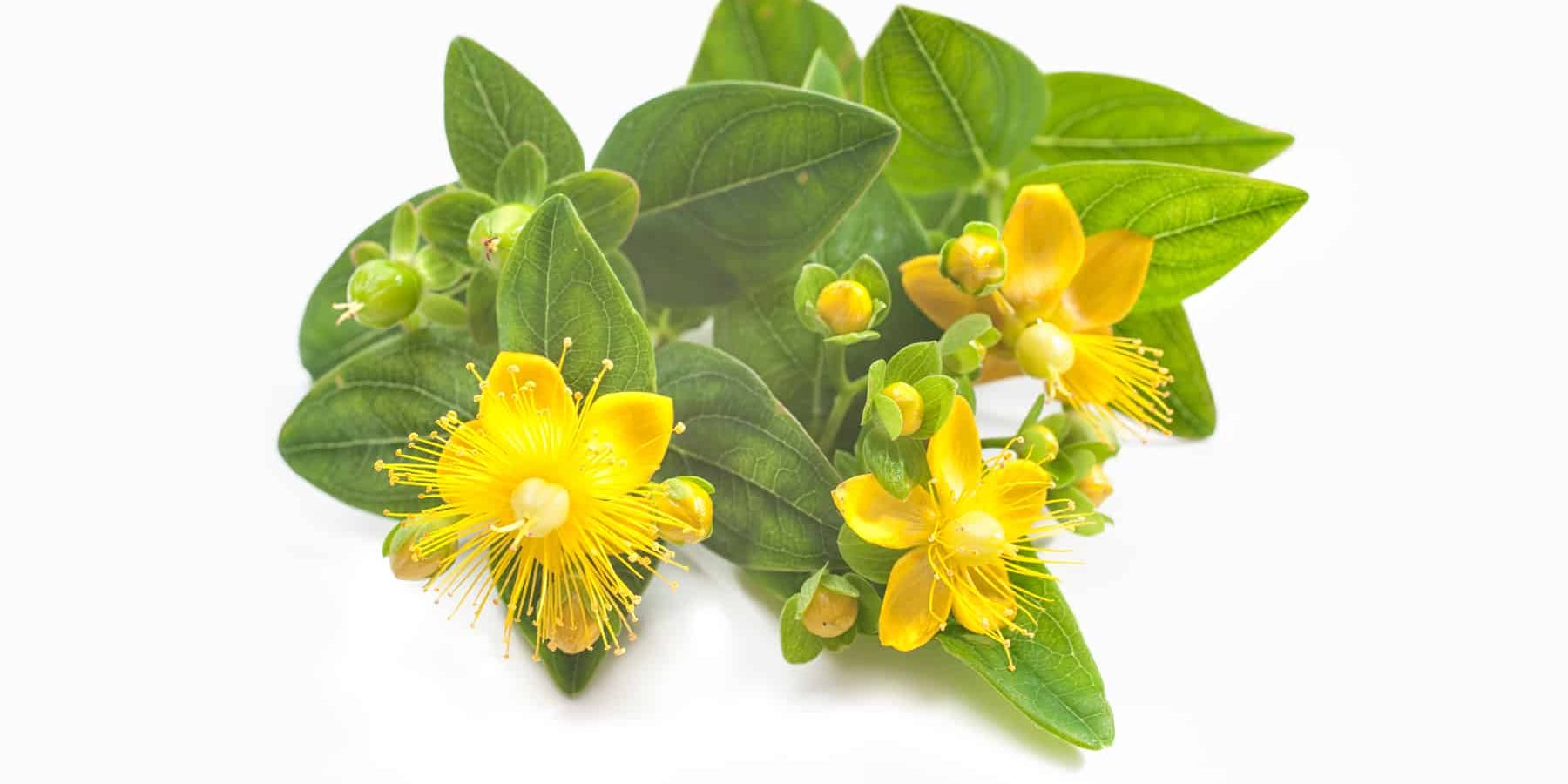 Choosing the Best St. John’s Wort Supplement