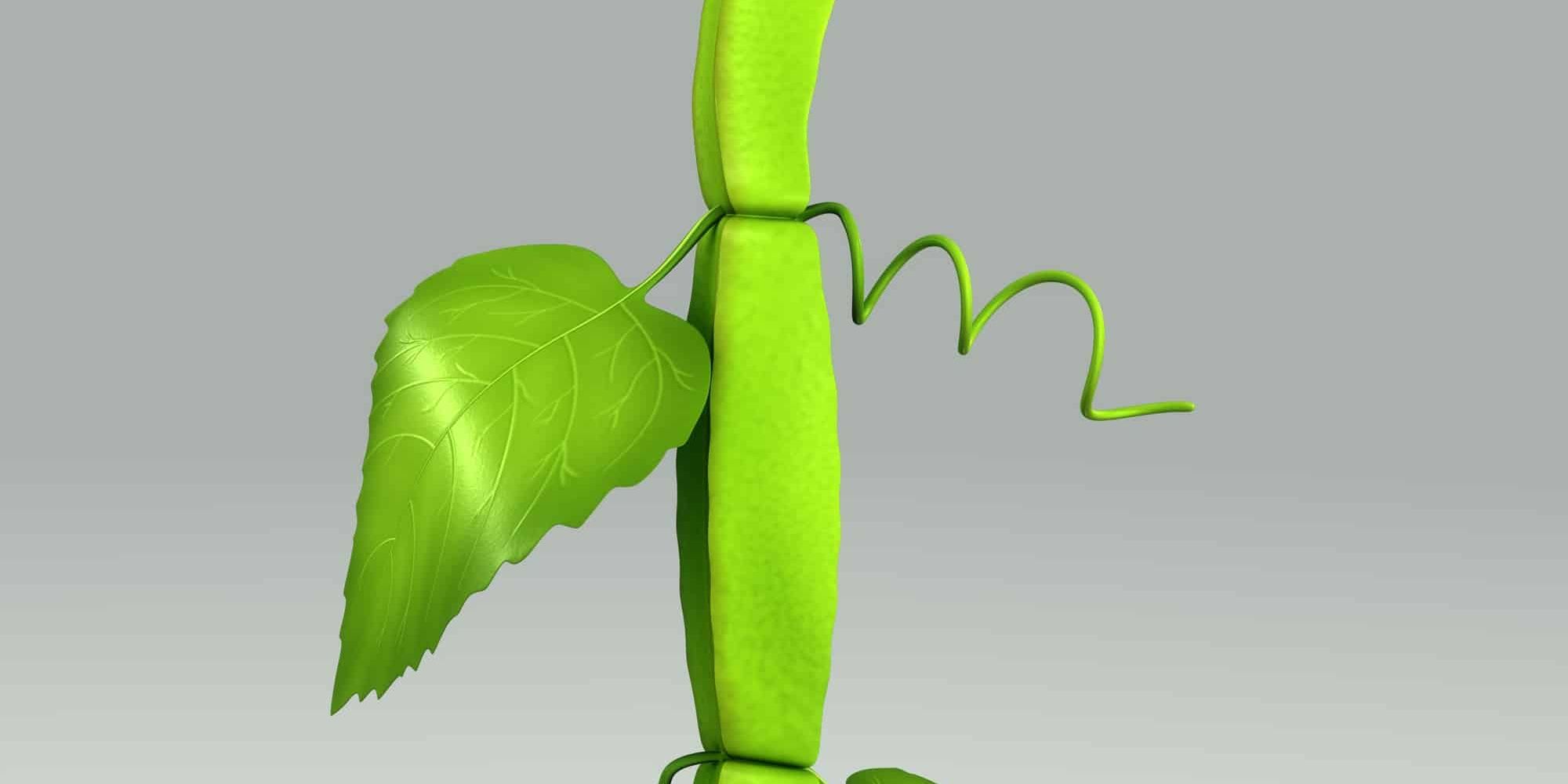 What are the health benefits of Cissus Quadrangularis