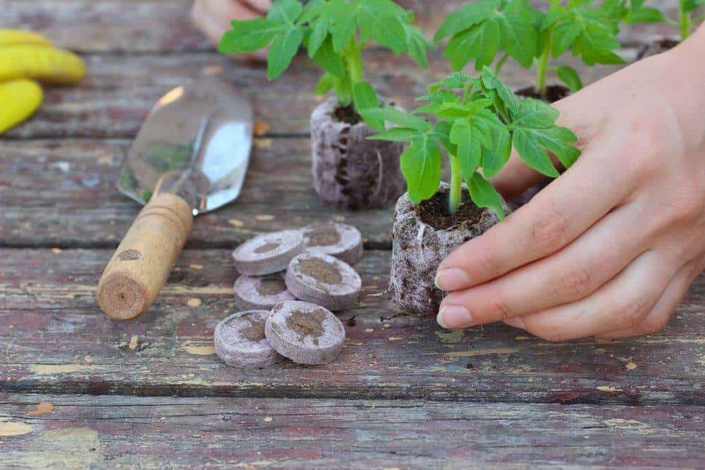 Tomato growing medium