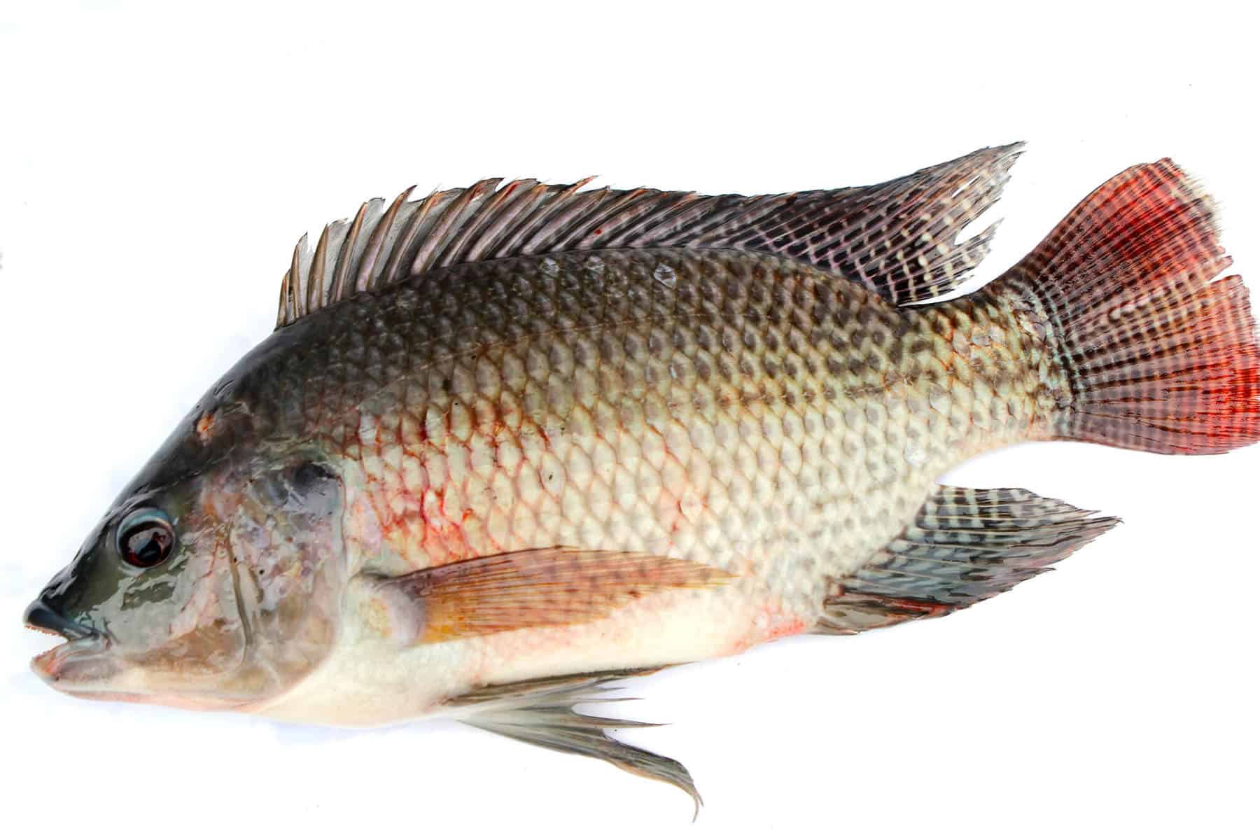 Raising Tilapia in an Aquaponic System